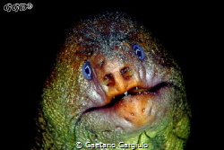 "The Hulk" this large moray eel is also known as "old man... by Gaetano Gargiulo 